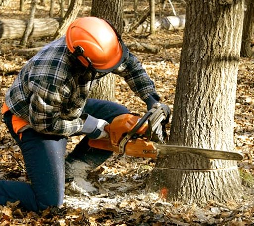 Tree Removal in Naples, TX